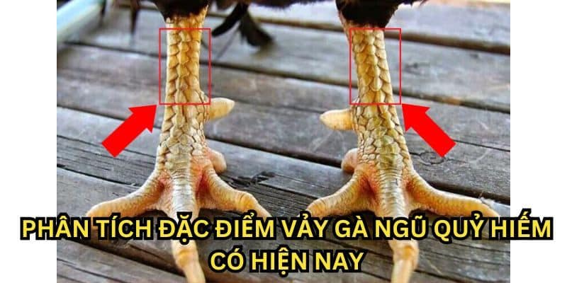 Đặc điểm của vảy gà ngũ quỷ